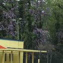 American wisteria