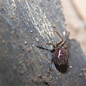 Araña
