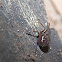 Araña