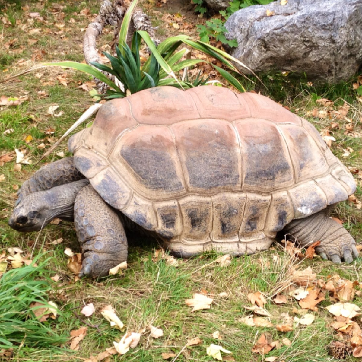 Aldabra Giant Tortoise