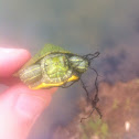 Red eared slider