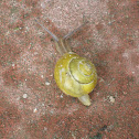 snail