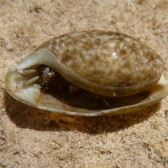 Spotting Image 1
