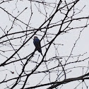 Budgerigar