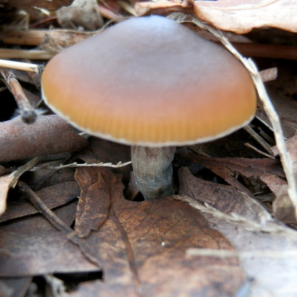 Spotting Image 1