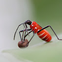 Leptocoris abdominalis (小紅姬緣椿象)