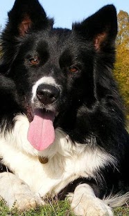 How to install Border Collie Wallpapers lastet apk for laptop