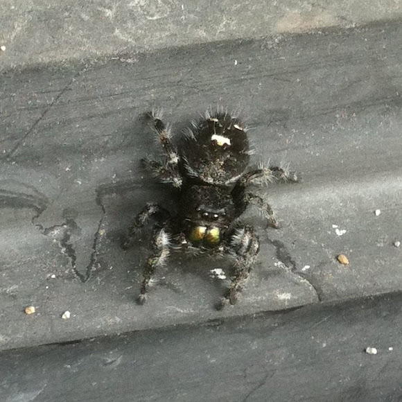 Spotting Image 1
