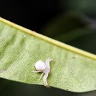 Flower (crab) spider/ Goldenrod spider
