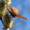 Fly-esthete