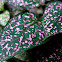 Polka Dot Plant