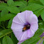 Honeybee