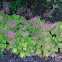 Coral Bells