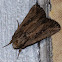 Devonshire Wainscot Moth
