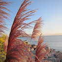 Pampas Grass