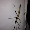 Southern Two-striped Walkingstick