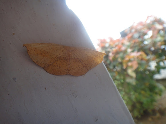 Spotting Image 1