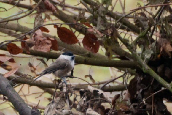 Spotting Image 1