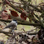 Marsh Tit
