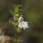 Eyebright, Augentrost