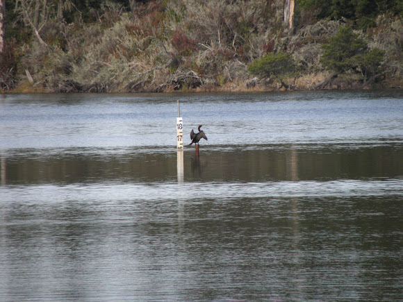 Spotting Image 1