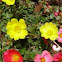 Purslane