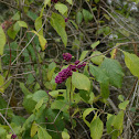 American Beautyberry
