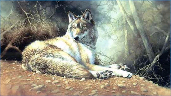 How to install Wonderful Animal Backgrounds patch 6.1 apk for android