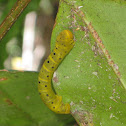 caterpillar