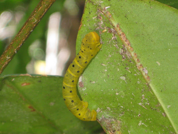 Spotting Image 1