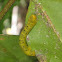 caterpillar