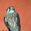 American Kestrel
