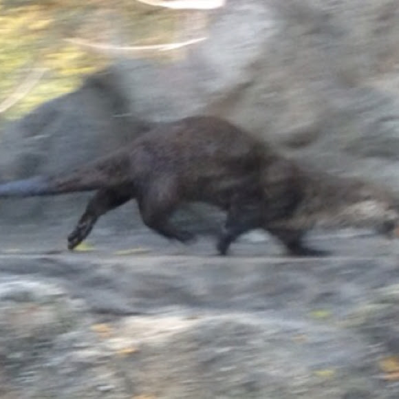 Spotting Image 1