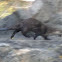 North American river otter