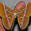 Saturniid Moth
