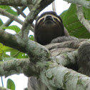 Three Toed Sloth