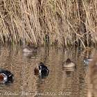 Shoveler; Pato cuchara