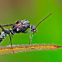 Big Ant