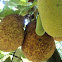 Jackfruit