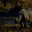 Black rhinoceros