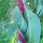 Cynipid gall wasp galls