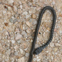 Juvenile Black Racer