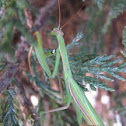 European Mantis