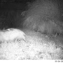 Virginia Oppossums