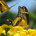 Giant swallowtail