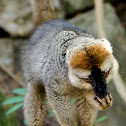 Red-fronted brown lemur