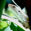 Skink