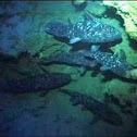 Coelacanth