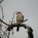 sharp shinned hawk