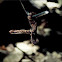Cottonmouth (juvenile)